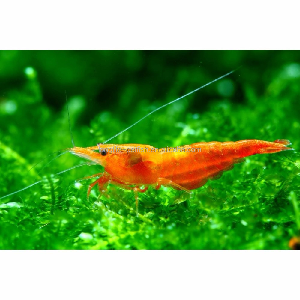 Живые тропические креветки Neocaridina Sunkist