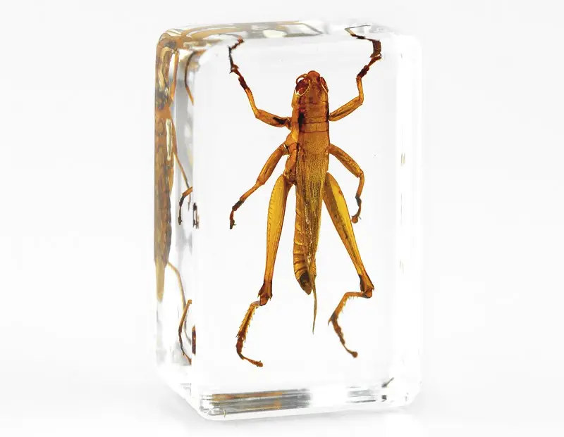 Real Grasshopper Insect Resin Specimen Biological Teaching Tool Educational Collection Gift Block OEM