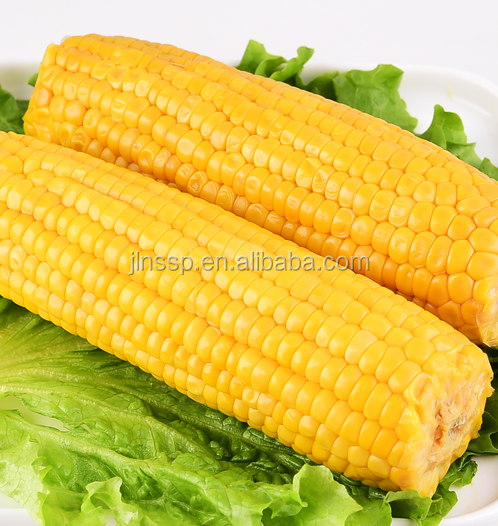 Свежий желтый кукурузный Cob в вакуумном пакете
