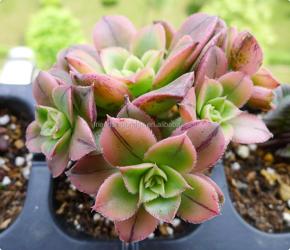 Мини-суккулент эоний Декор f. variegata бонсай