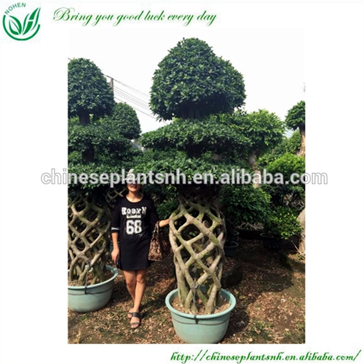 Клетка формы фикус microcarpa бонсай