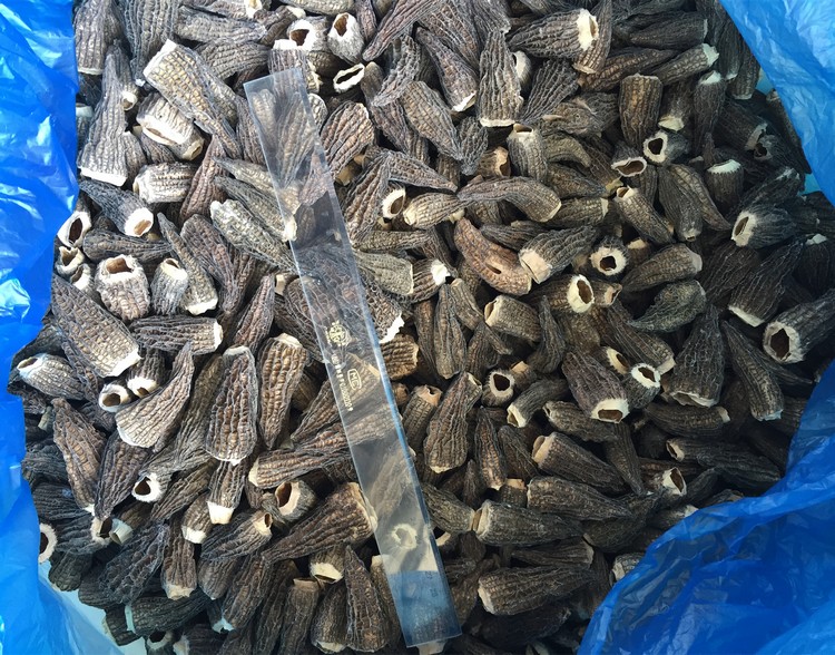 IQF morels morchella conica esculenta mushroom
