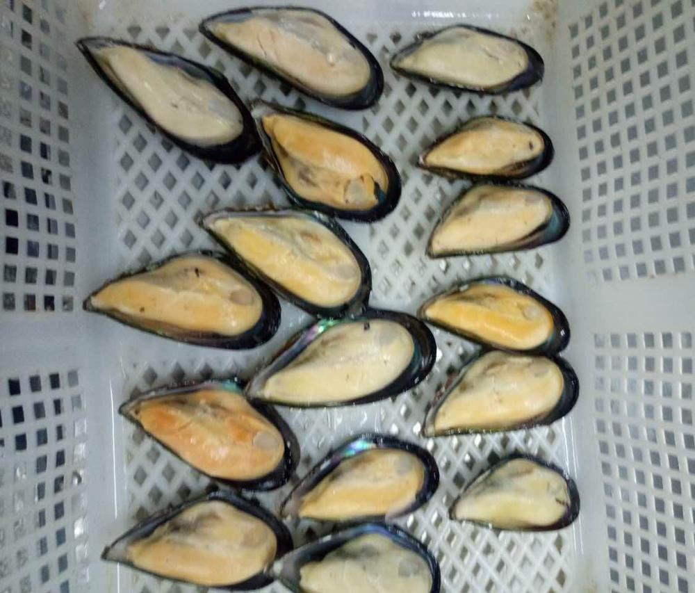 Замороженная полуракушечная мышца (Mytilus edulis)