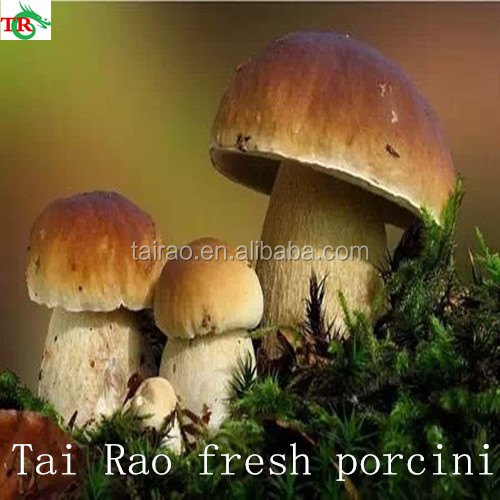 2016 black boletus from yunnan China with super quality
