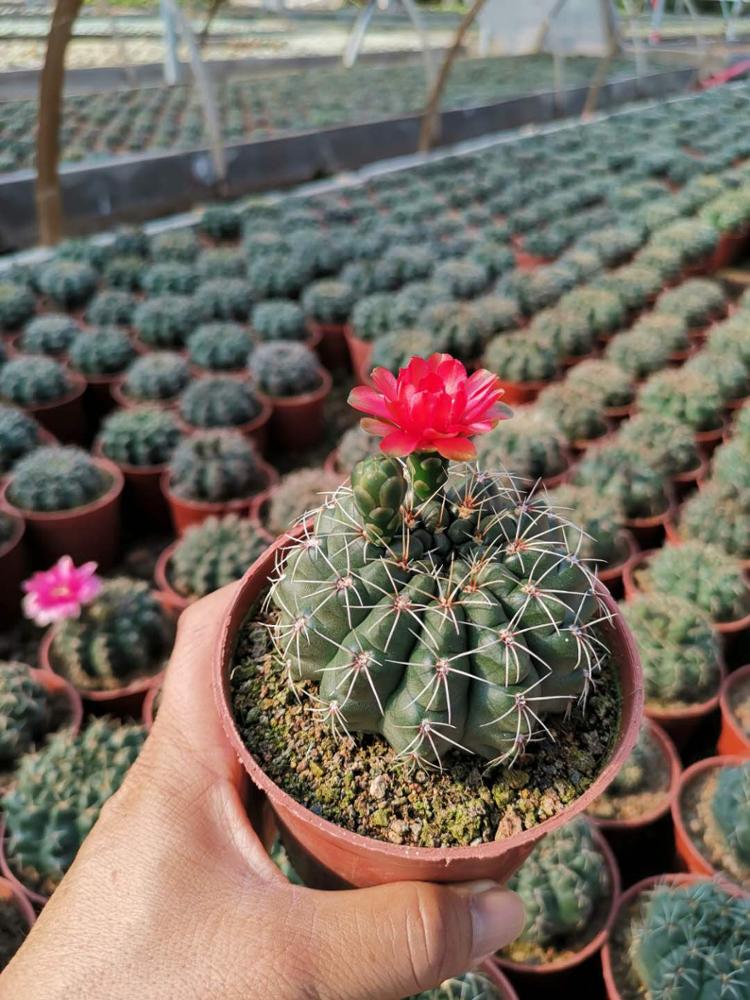 Gymnocalycium baldianum