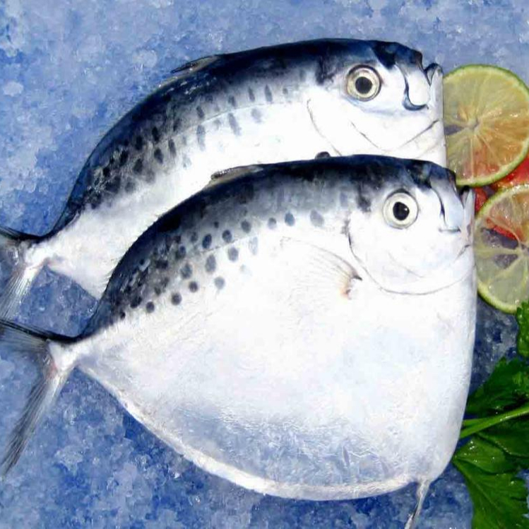 Морская замороженная Лунная рыба
