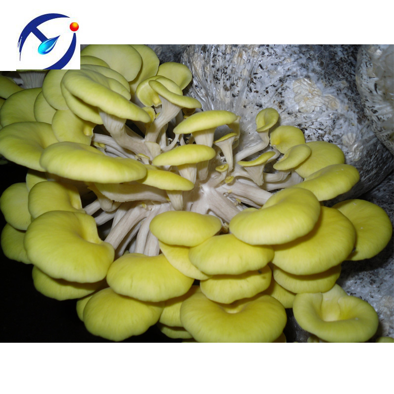 Pleurotus citrinopileatus, гриб для продажи