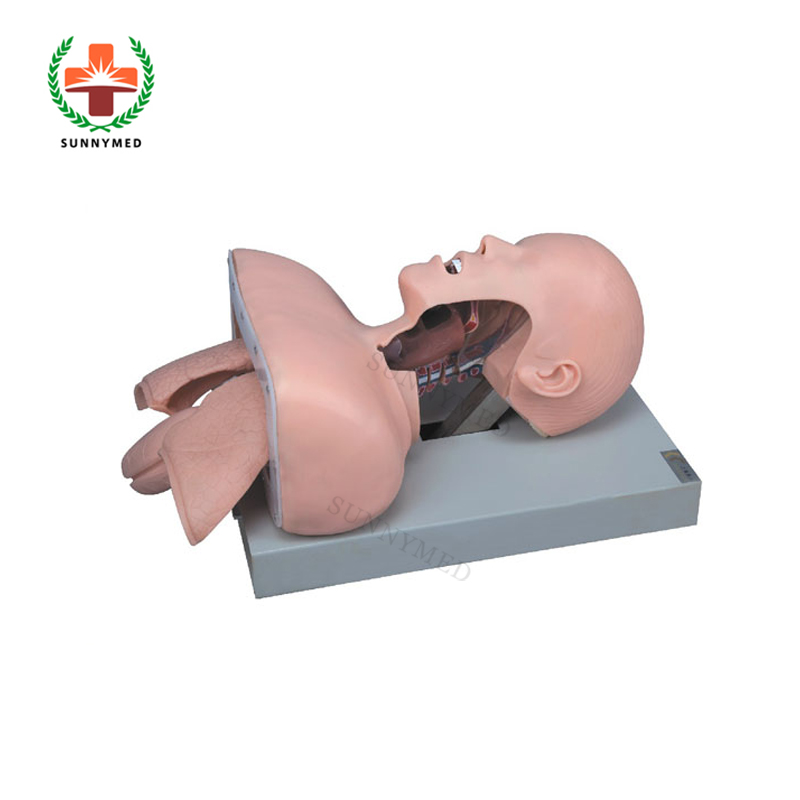SY-N034 серии Китай поставщиков дыхательных путей Intubation Simulator intubation манекен цена