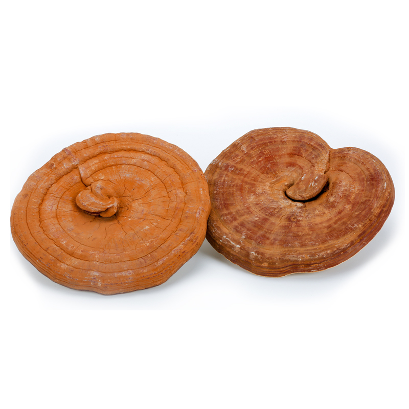 Оптовая продажа Ganoderma Lucidum фруктовый корпус перед распылением Spore