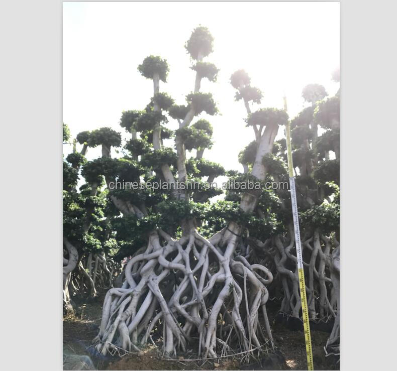 Фикус microcarpa форма 6 # Чистая Форма, большой бонсай деревья для наружного