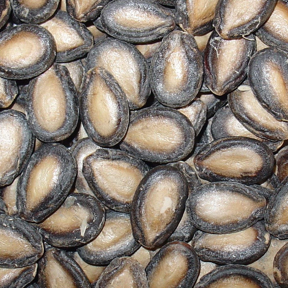 Chinese new crop watermelon seeds