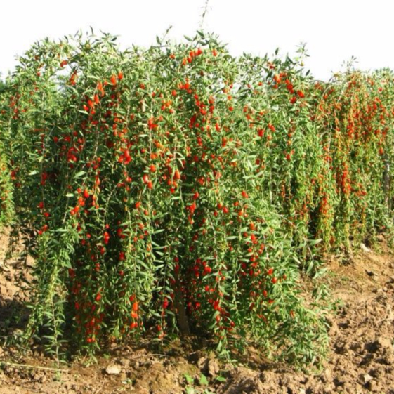 Семена ягод годжи Ningxia для выращивания