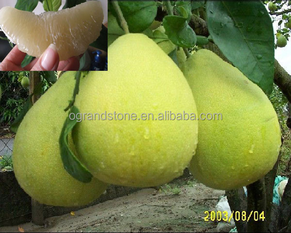 Свежий медовый Помело для продажи