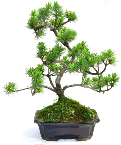 Живой бонсай Podocarpus Acer Ginkgo Ilex metasequola pseudolarix amabilis rhododendron simsii, 15 см, 20 см, 30 см