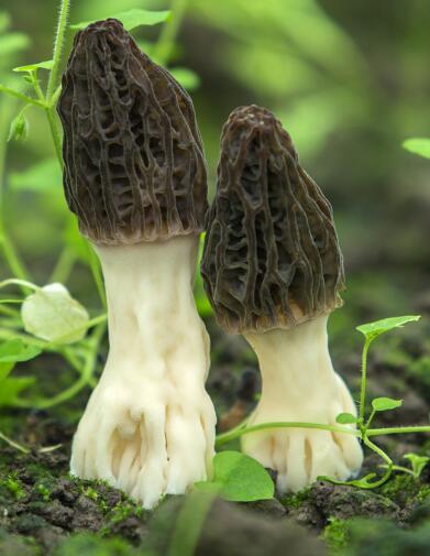 Сушеные Morilles Morchella Conica
