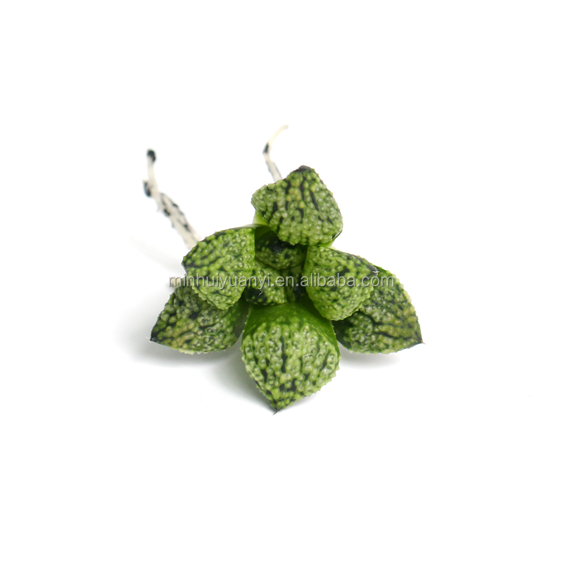 Суккулентное растение Haworthia pandora