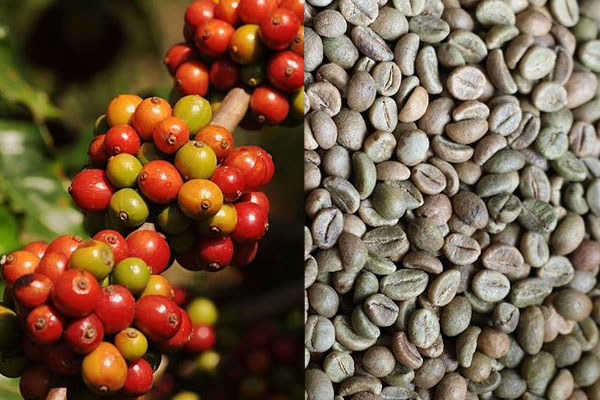 ORGANIC COFFEE BEANS / VIETNAM ROBUSTA COFFEE - HANFIMEX FACTORY