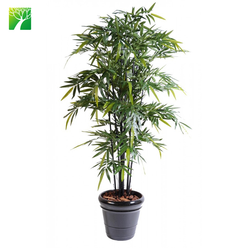 Phyllostachys propinqua открытый натуральный живой бамбуковые растения для продажи