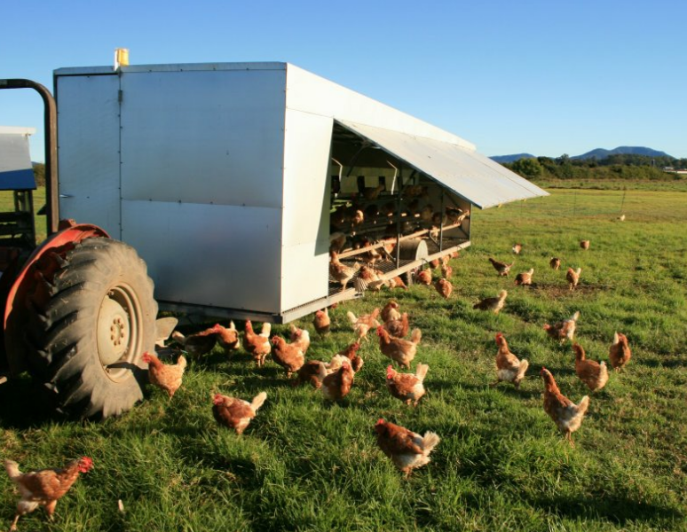 Movable hen laying shed for free range laying chicken, portable egg trailer