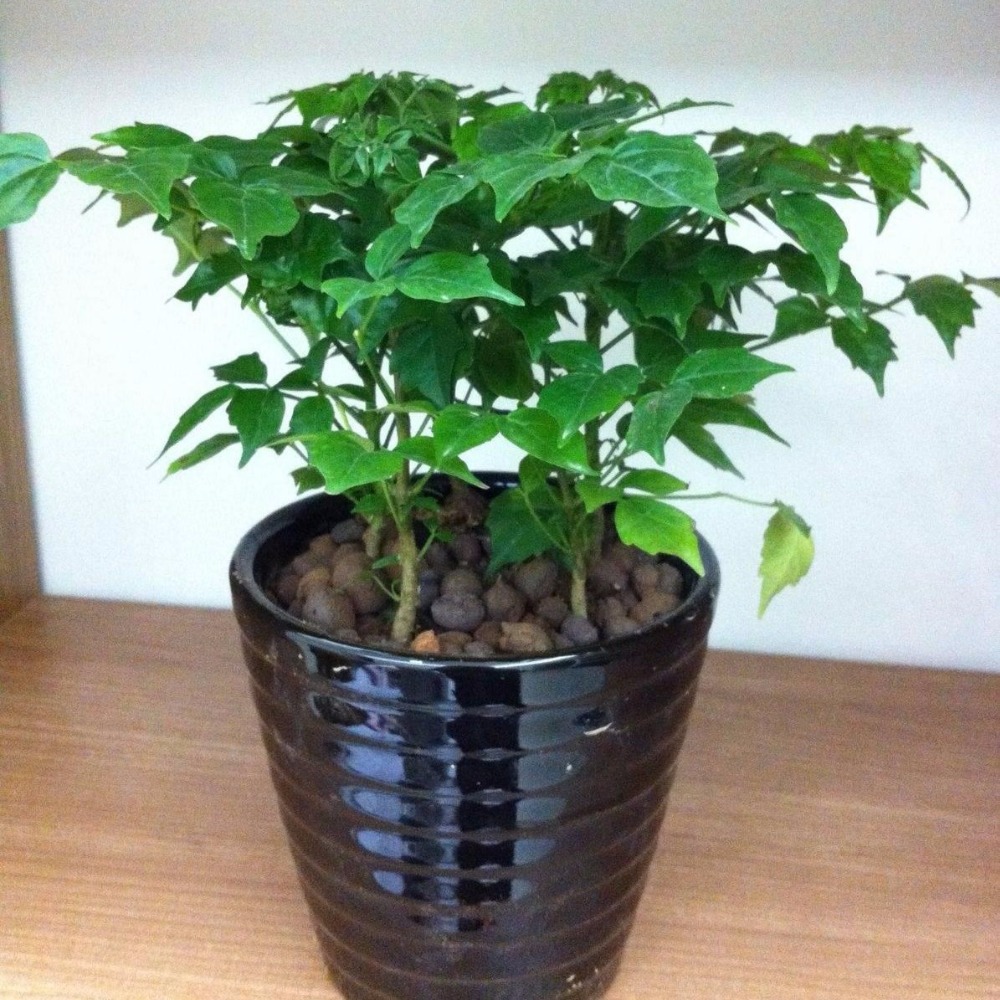 Комнатные декоративные растения Pepi Tree radermachera sinica