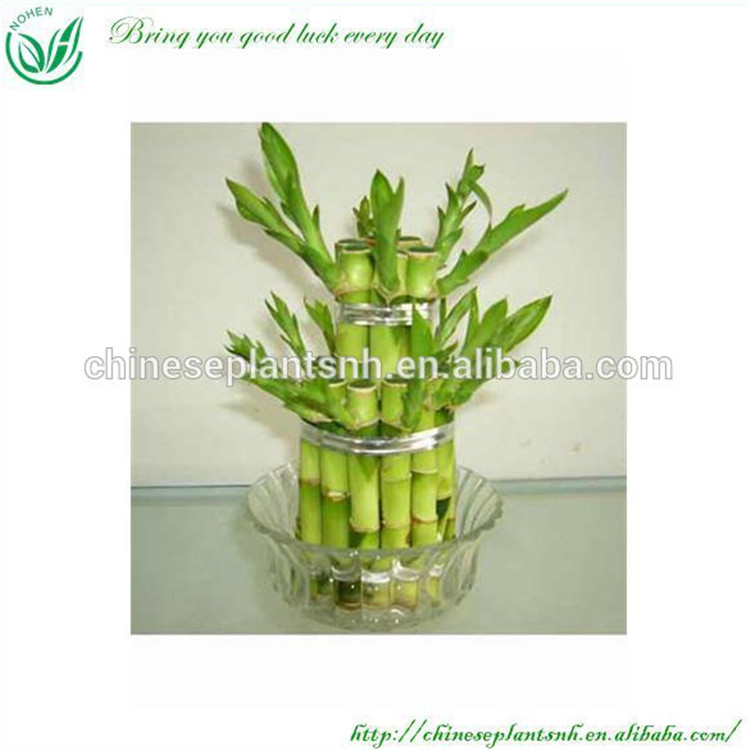 Dracaena Sanderiana Tower Lucky Bamboo