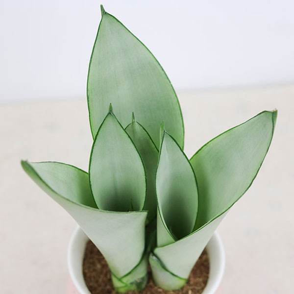 Новый очиститель воздуха завод varietie sansevieria moonshine