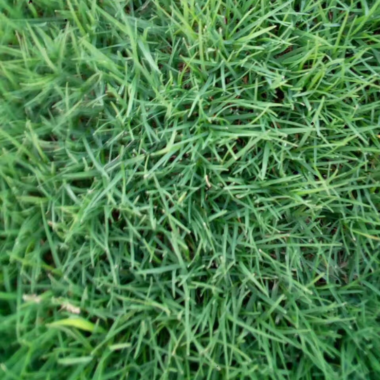 2020 высокого прорастания семян Zoysia для посадки