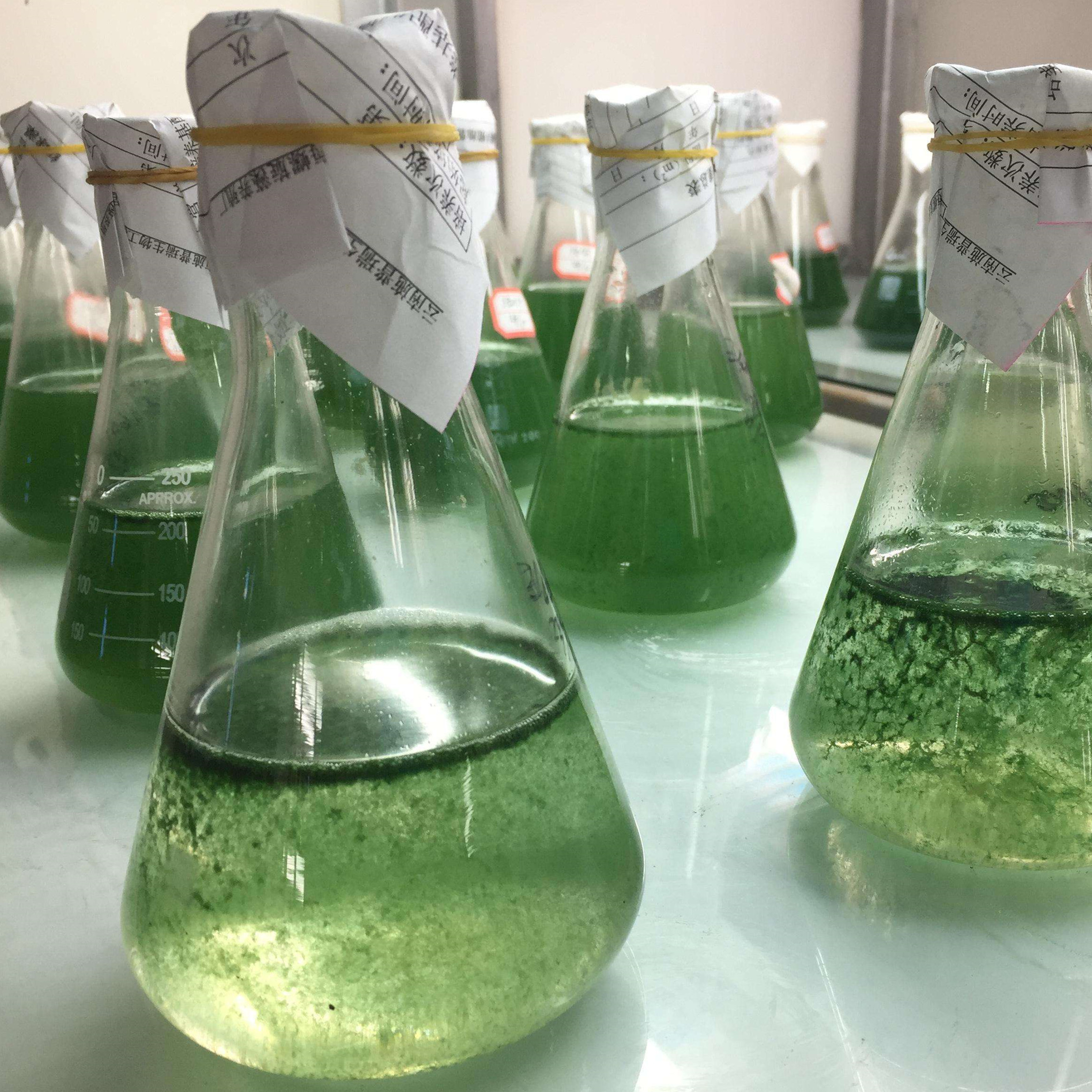 Drum Packing Natural Spirulina Powder Pure Seaweed