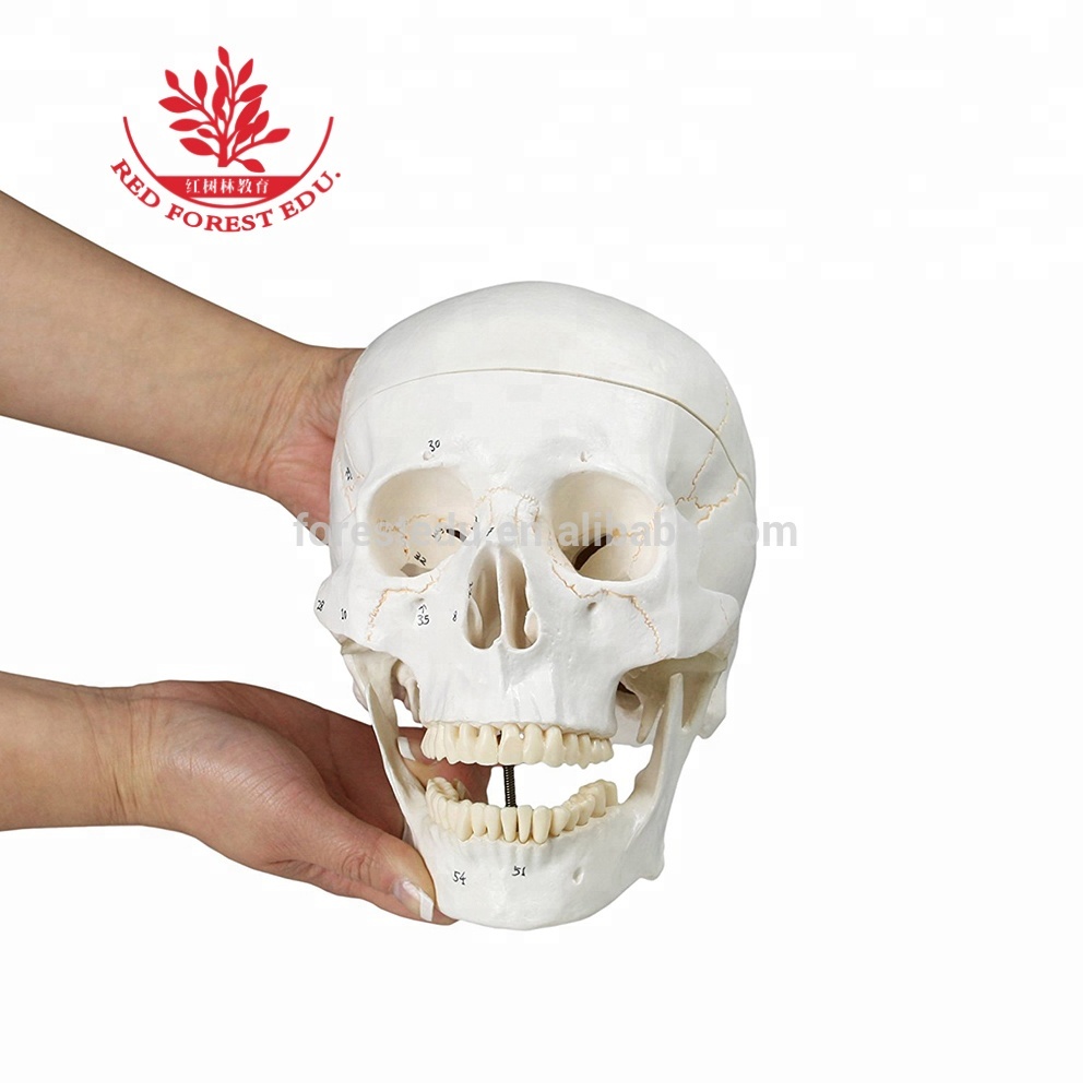 Human Skull Anatomical Model FRT020-1 Medical Anatomical Mode With Half Side Bone Suture Teaching Resource
