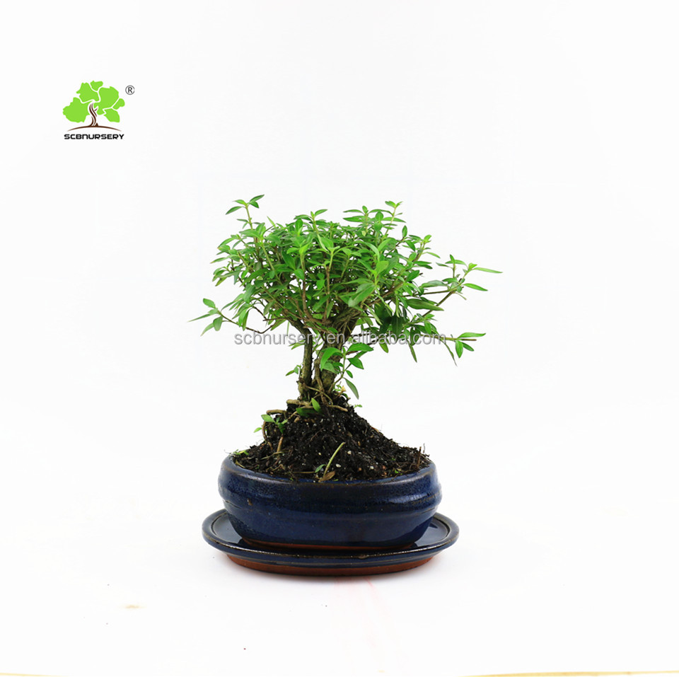 Serissa, 15 см, шар в форме комнатной двери, бонсай для детской комнаты, китайское дерево бонсай