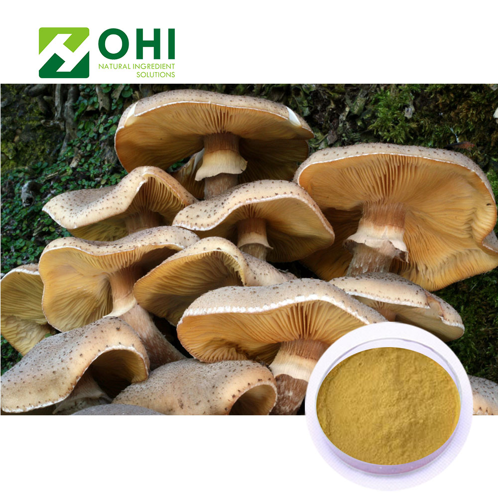 Чжу-Лин Выдержка Polyporus umbellatus полисахариды гриба 10%-60%