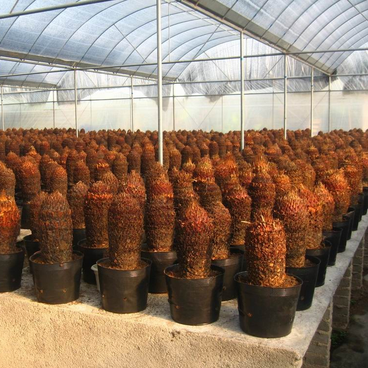 Чистые корень cycas Revolution лампы для продажи