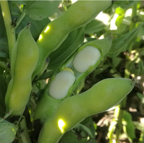 Сушеные фасоль лучшего качества Fava конские бобы