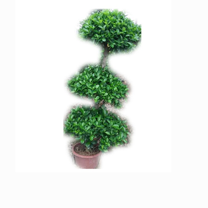 Оптовая продажа, живое натуральное большое или большое растение фикус, microcarpa, бонсай, растение для улицы, внутреннего ландшафта, оригинальное украшение для детской комнаты или