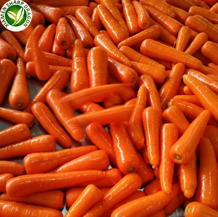 Exporters wholesale cheap price fresh shandong carrot