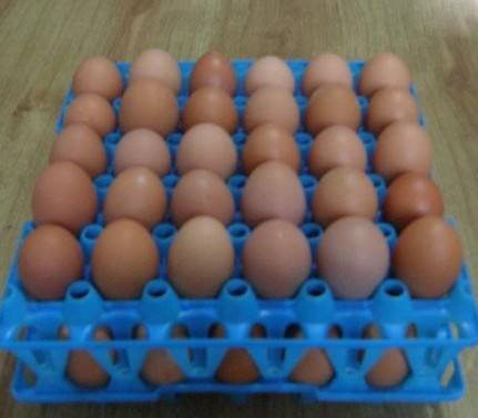Недорогая лампочка типа лоток для куриных яиц на продажу
