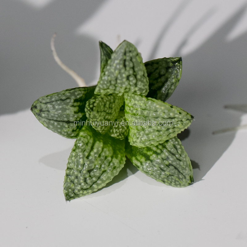 Сочные кактусов оптовая продажа для детских культура тканей растений plantled по индивидуальному заказу
