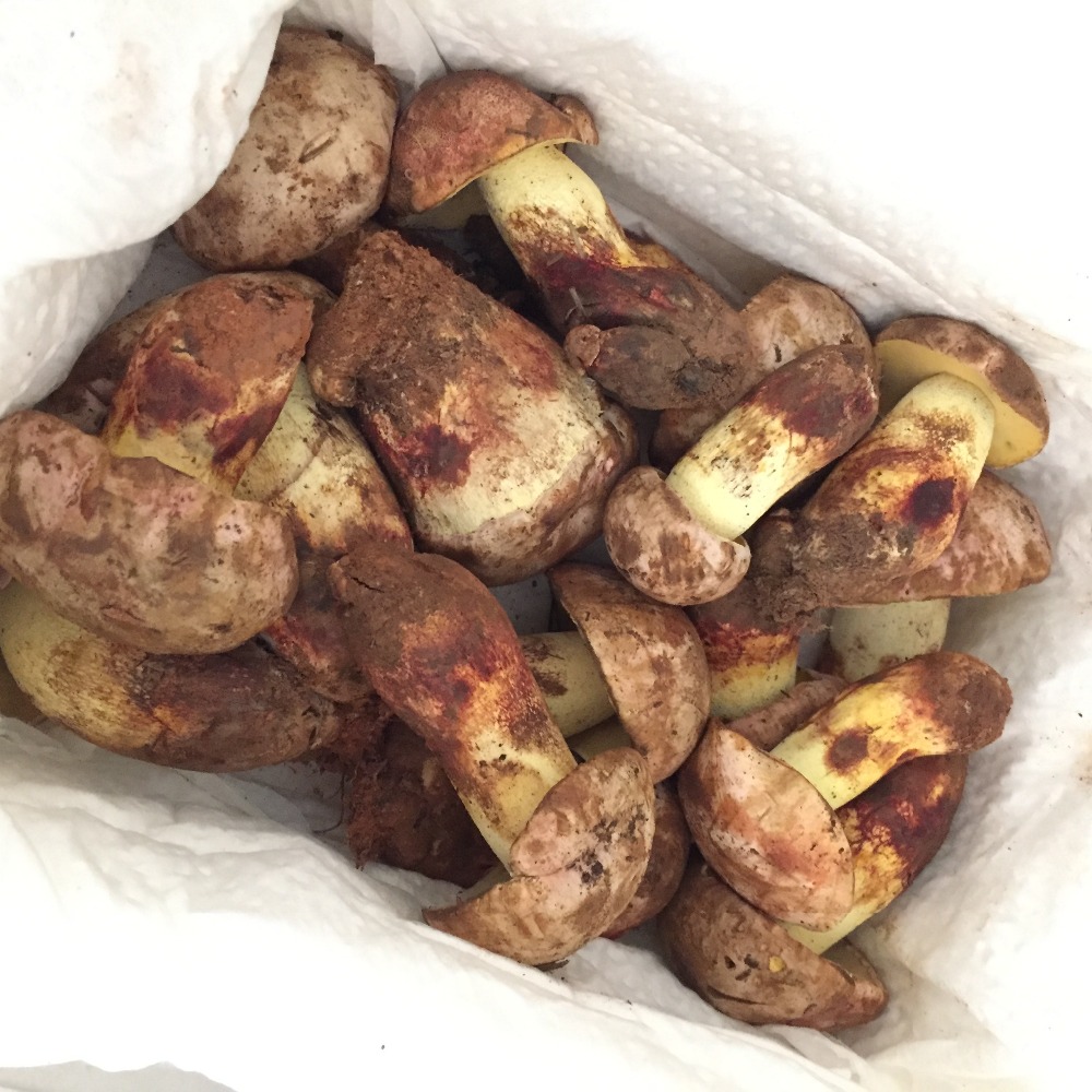 Свежие Pornici грибы Detan Wild Boletus