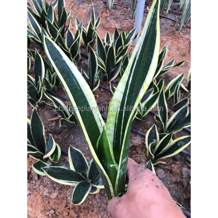 Крытое растение Conqueror Lotus Sansevieria Trifasciata Sansevieria Surpeba