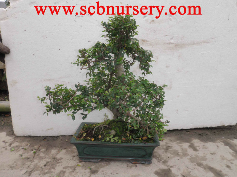 Дерево бонсай Zelkova Art 25 см