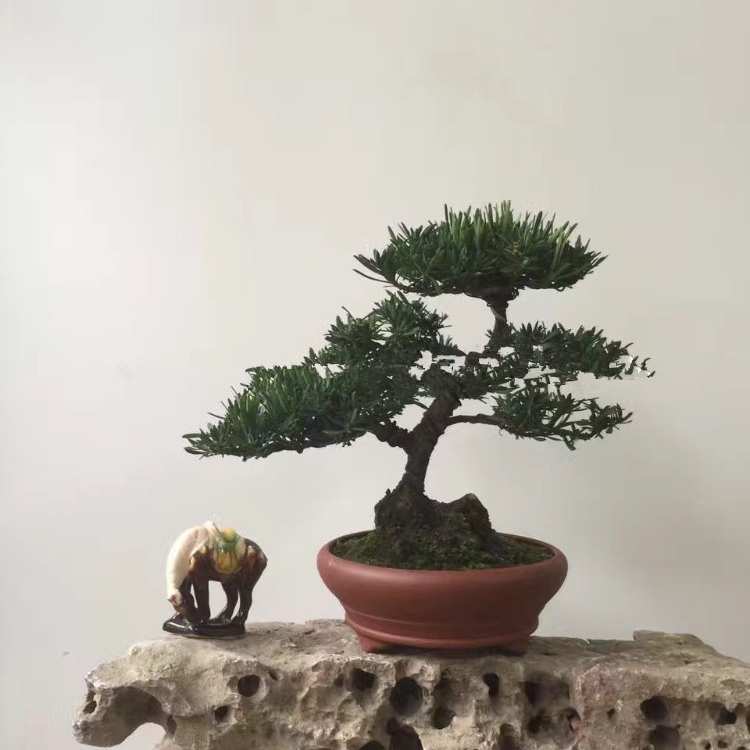 Натуральные растительные Podocarpus Macrophyllus мини дерево бонсай