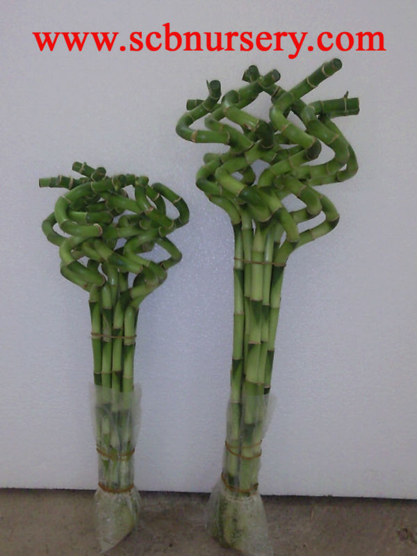 Lucky bamboo Dracaena Sanderiana спиральный бамбук