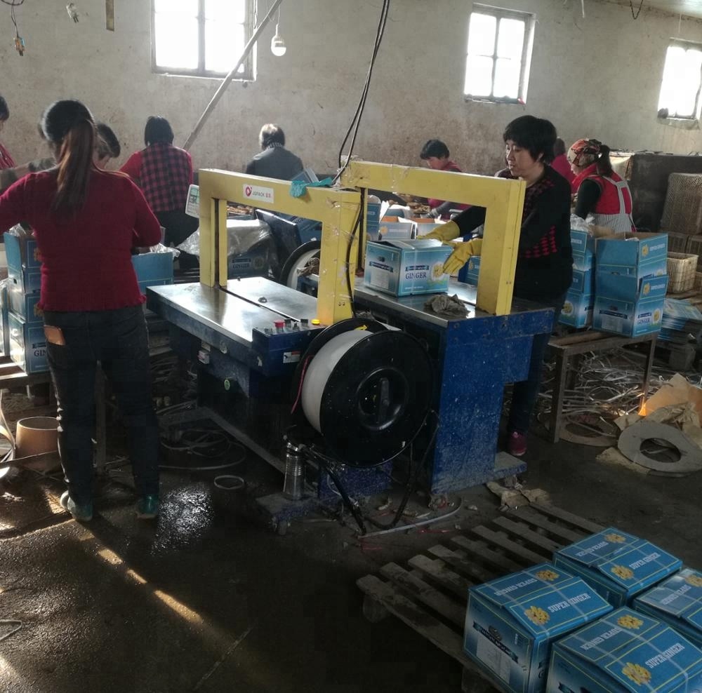 Shandong anqiu ginger/fresh Keep/air dry