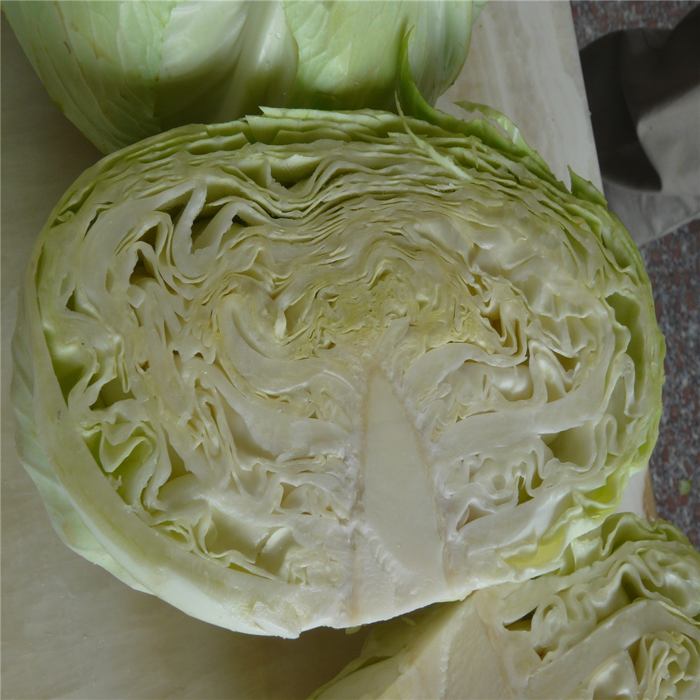 Best price chinese cabbage