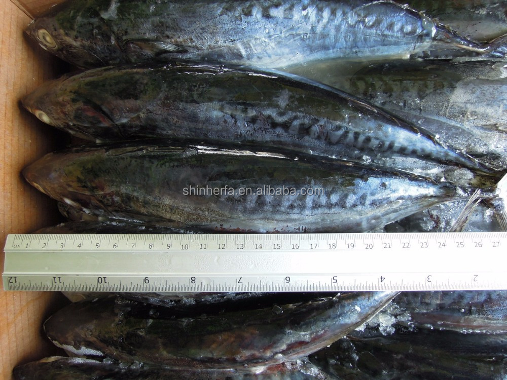 Тайваньский замороженный Бонито тунец 400/500 г Euthynnus Affinis