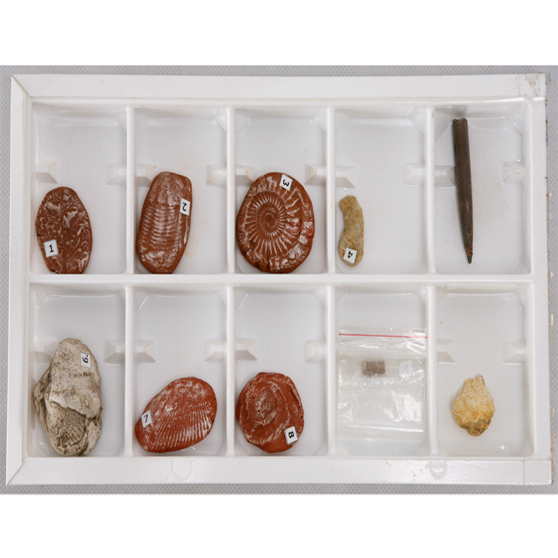 Химической лаборатории использования коллекции Fossil образец