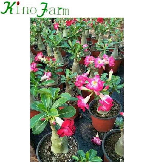 Цветущих растений Desert Rose растения