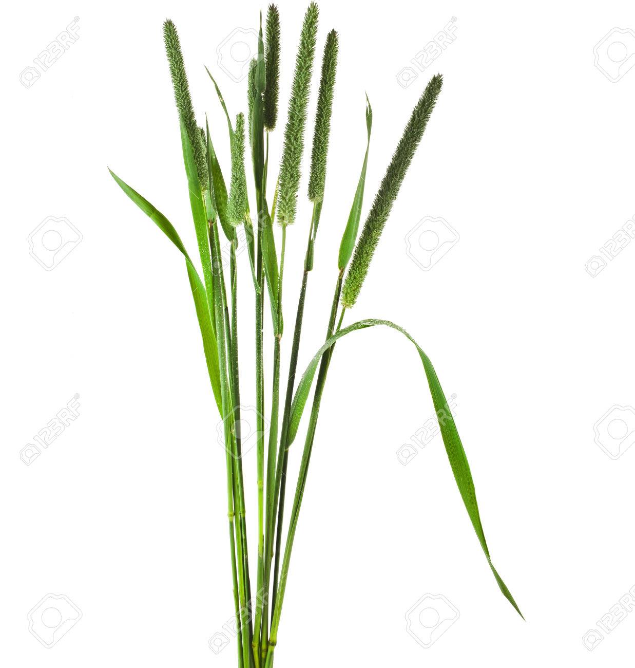 Factory Supply Timothy Grass Seeds for Animal Food