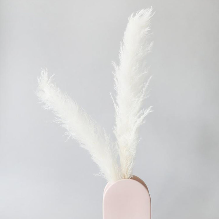 Best Quality China Manufacturer Dry Dried Pampas Grass For Flower