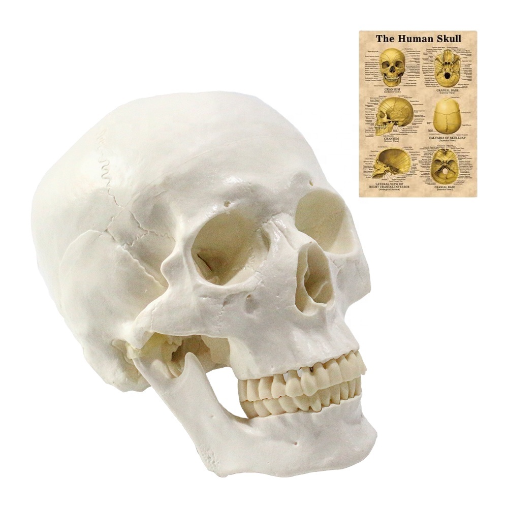Medical Anatomical Skull Model FRT019 Pure White Anatomy Head skeleton Model Medical Science Life-Size Plastic